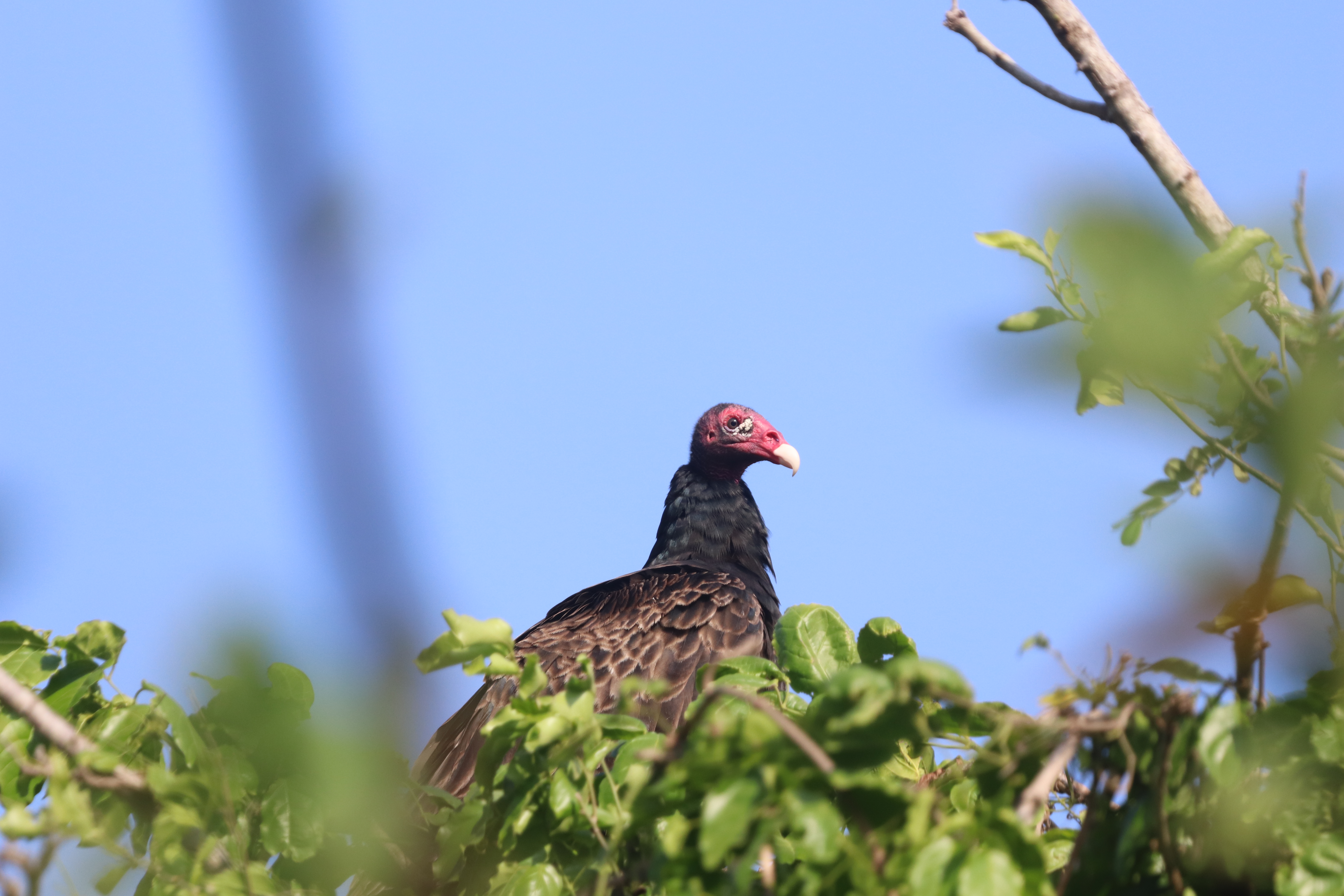 Third Responsive Image