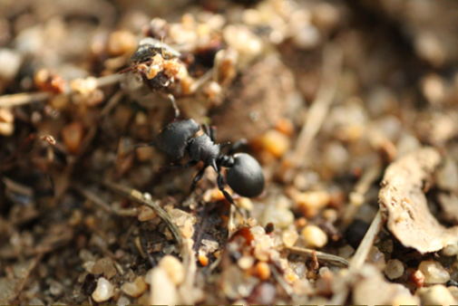 First Responsive Image