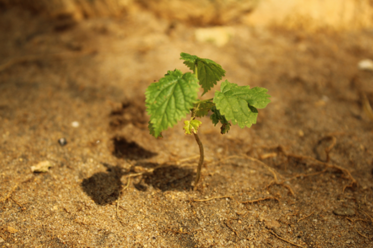 Third Responsive Image