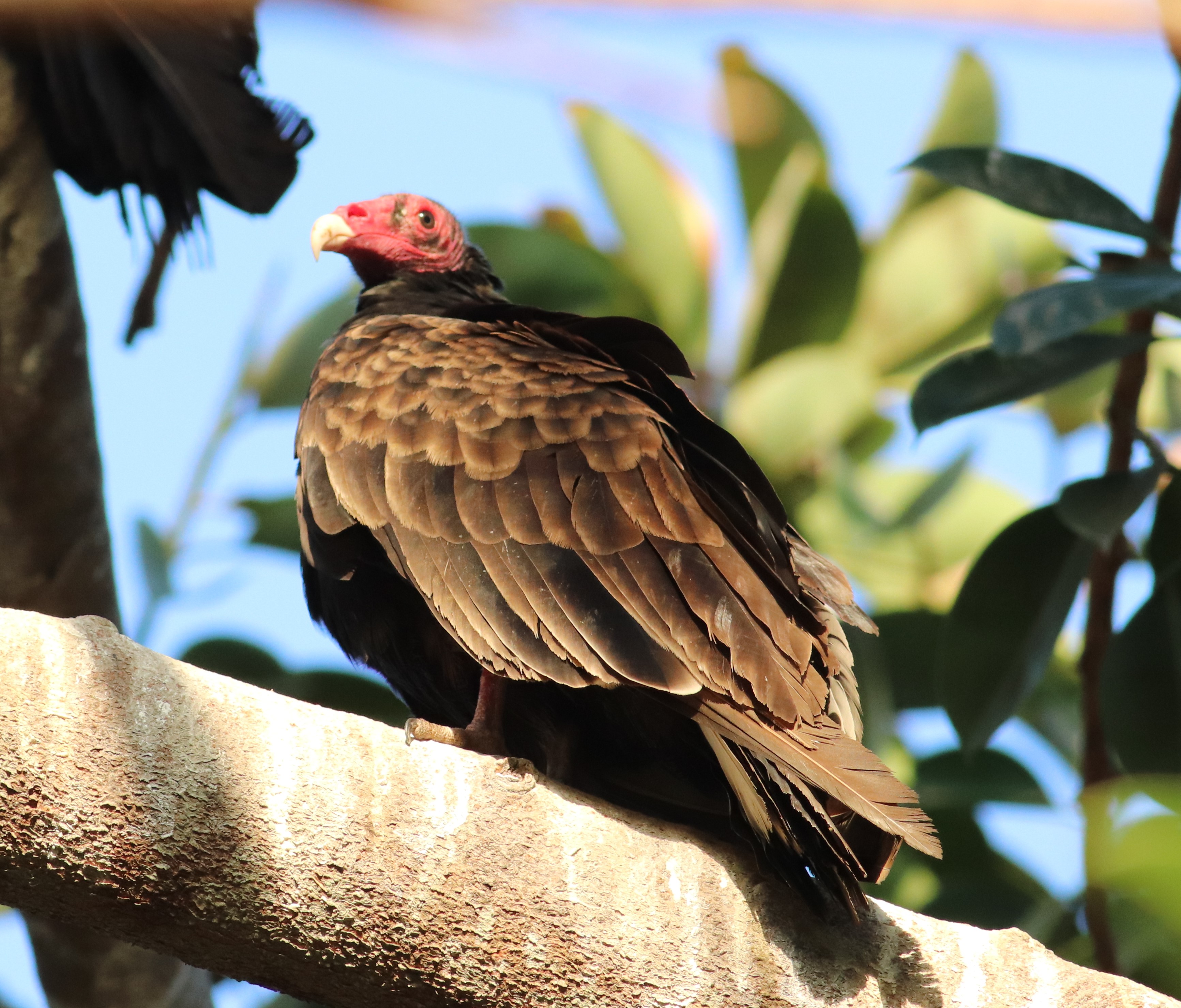 First Responsive Image