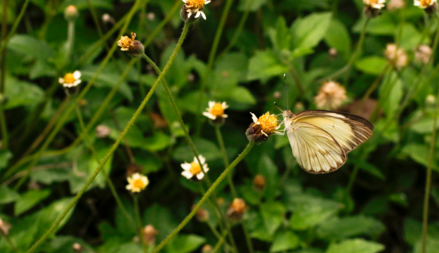 Mariposa-en-el-campus.png