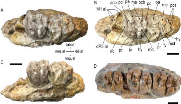 Fósiles_manatI_del_Mioceno.jpg