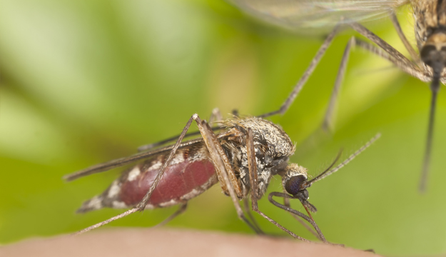 Dengue-Mosquito.jpg