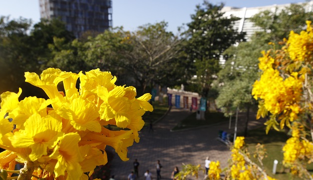 Campus-Roble-Amarillo-2019.JPG