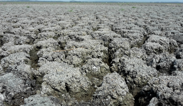 Ciénaga-del-Totumo-2015-por-el-Niño.jpg