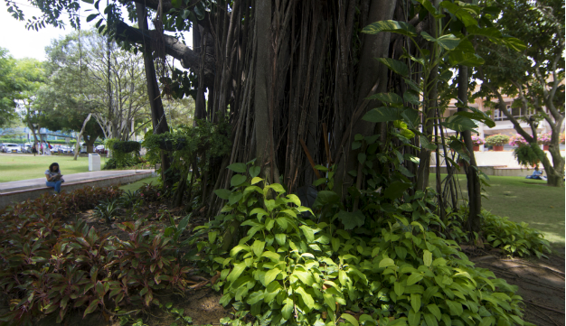 Día-del-árbol-nacional-2019.jpg