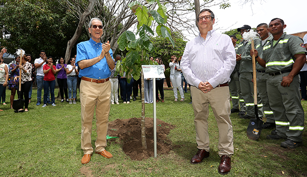 Arbol-Macondo-rectores.jpeg