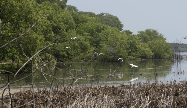 Manglares-de-la-Ciénaga-Grande-de-Santa-Marta.jpg