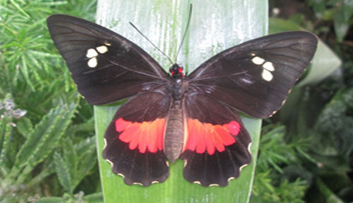 Guía-de-mariposas.jpg