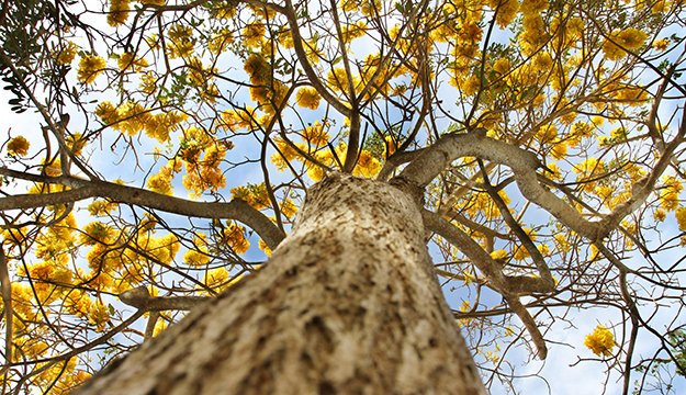 roble-amarillo-marzo.jpg