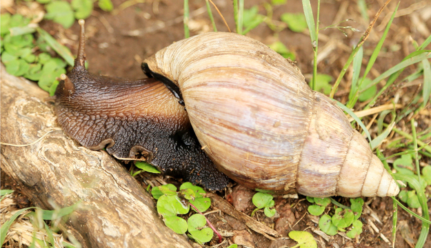 caracol-invasor.jpeg