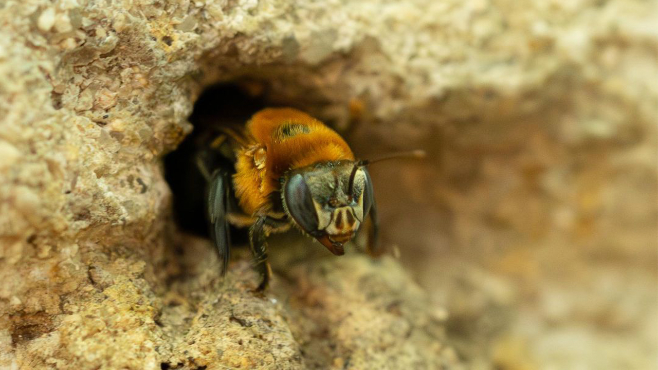 abejas bosque uninorte.jpg