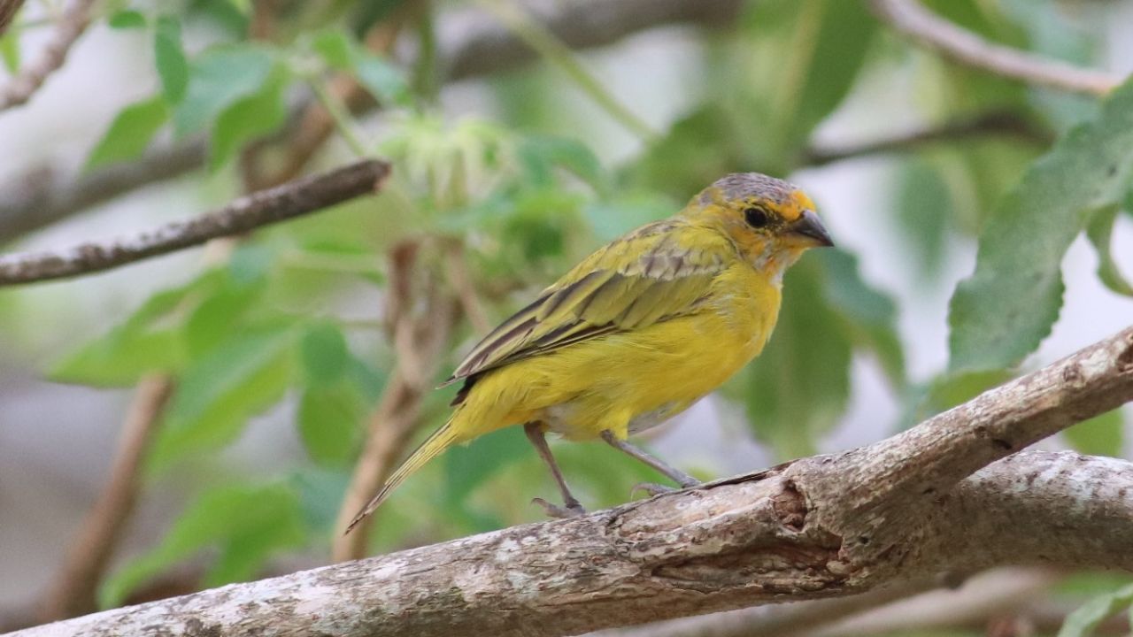 Canario (Sicalis flaveola)