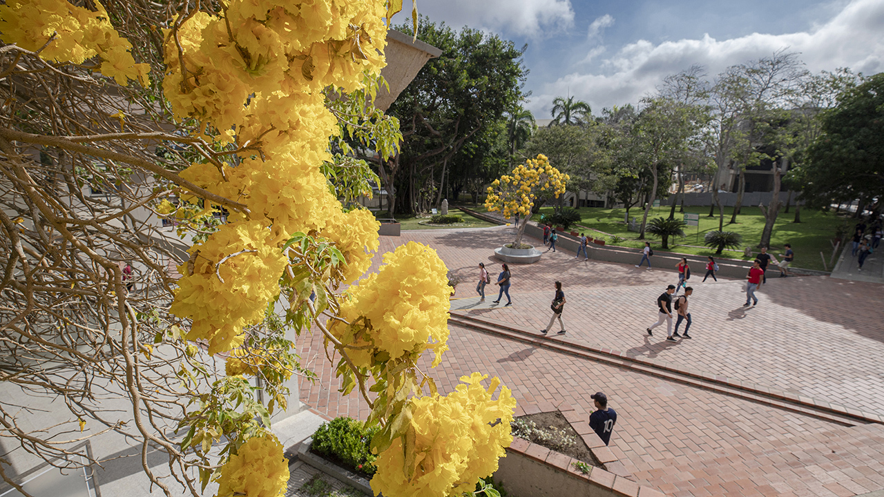 Roble amarillo general enero 2024.jpg