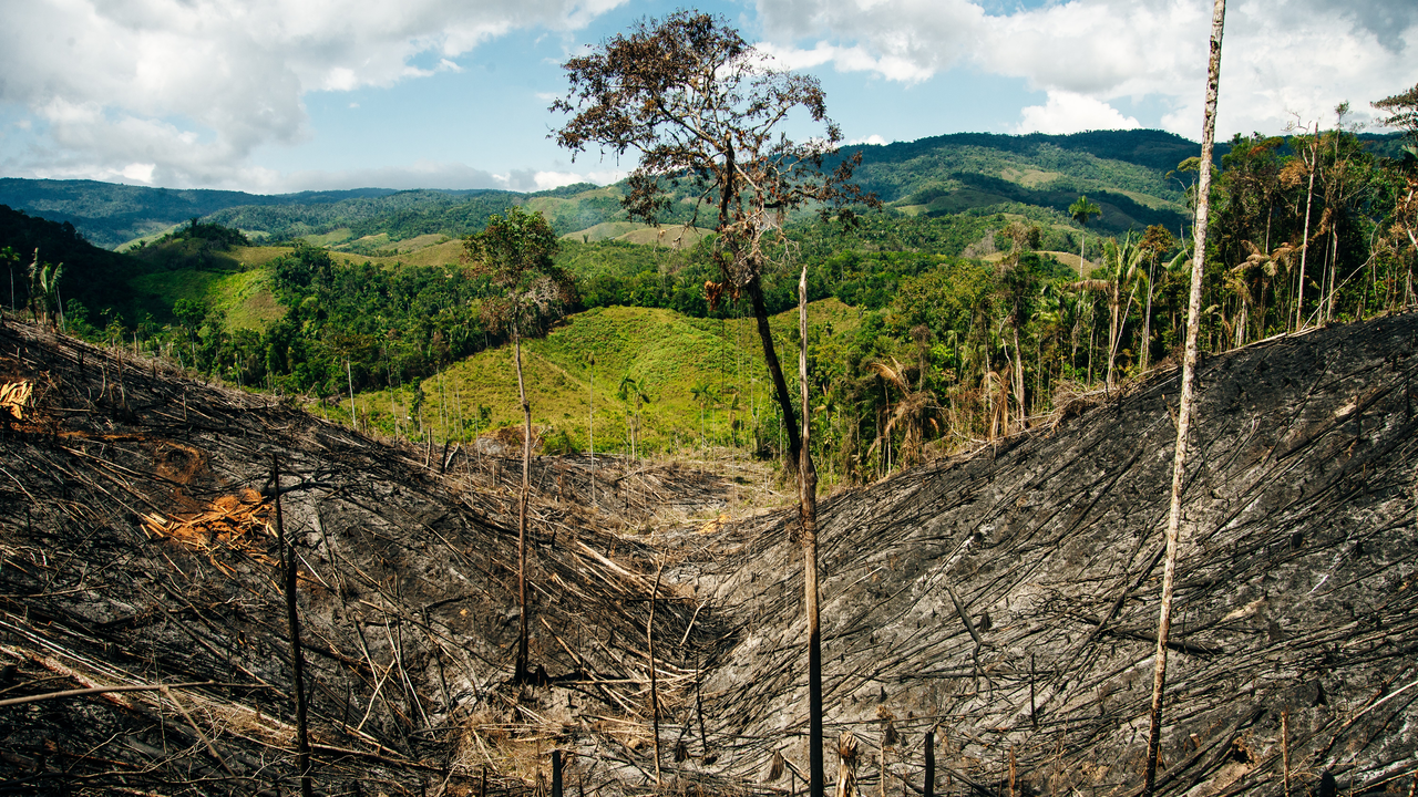 Estudio deforestacion 2024