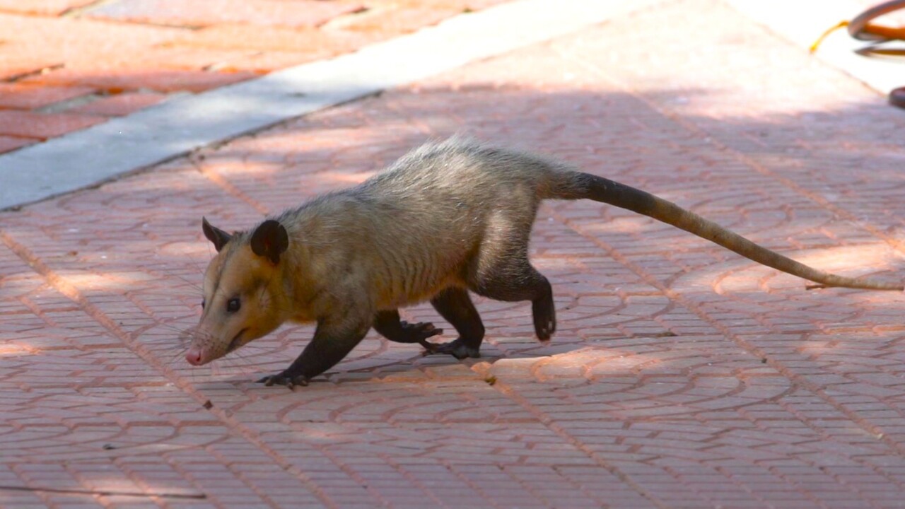 zorrochucho 2026.jpg
