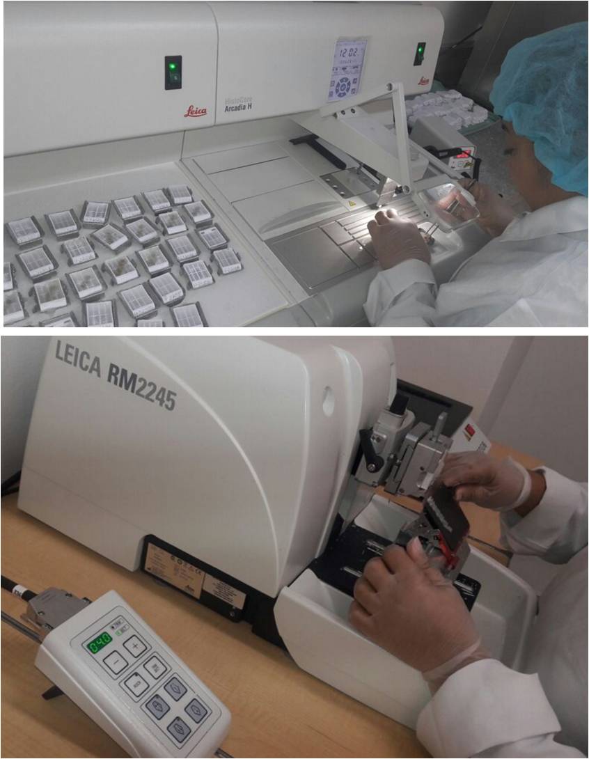 patología
