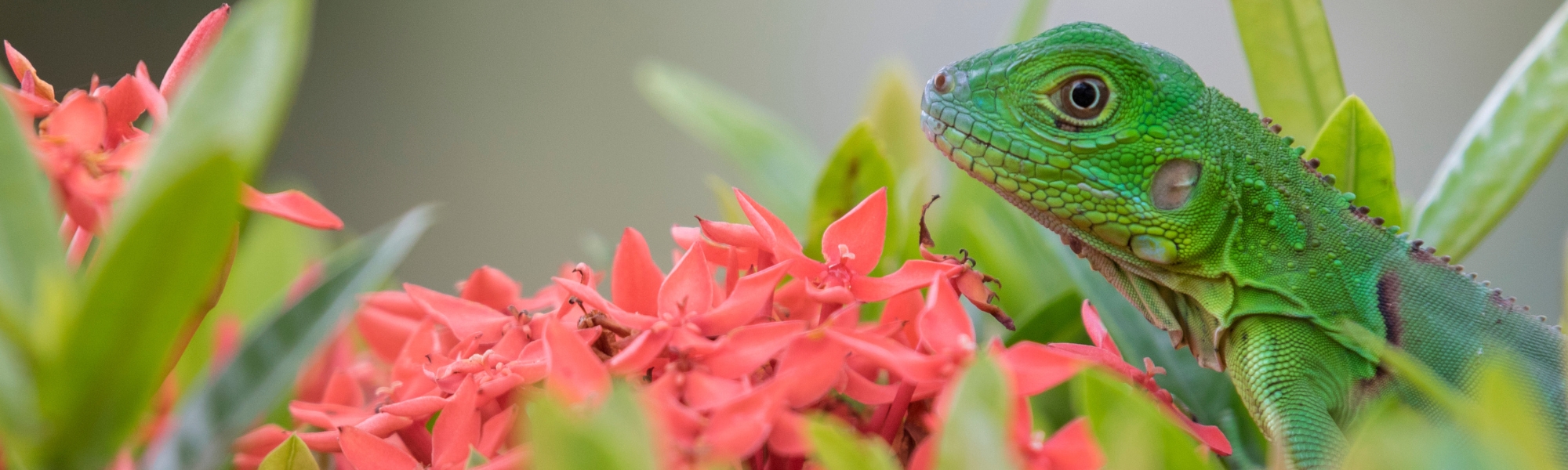 Campus-Uninorte-iguana.jpg