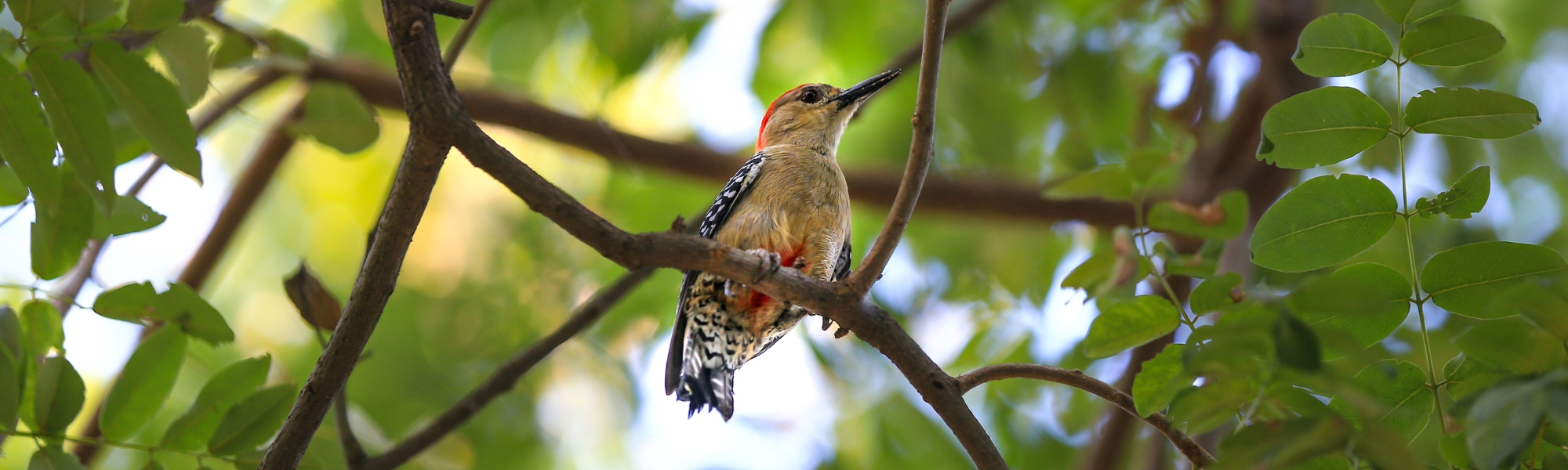 Campus-Uninorte-pajaro.jpg