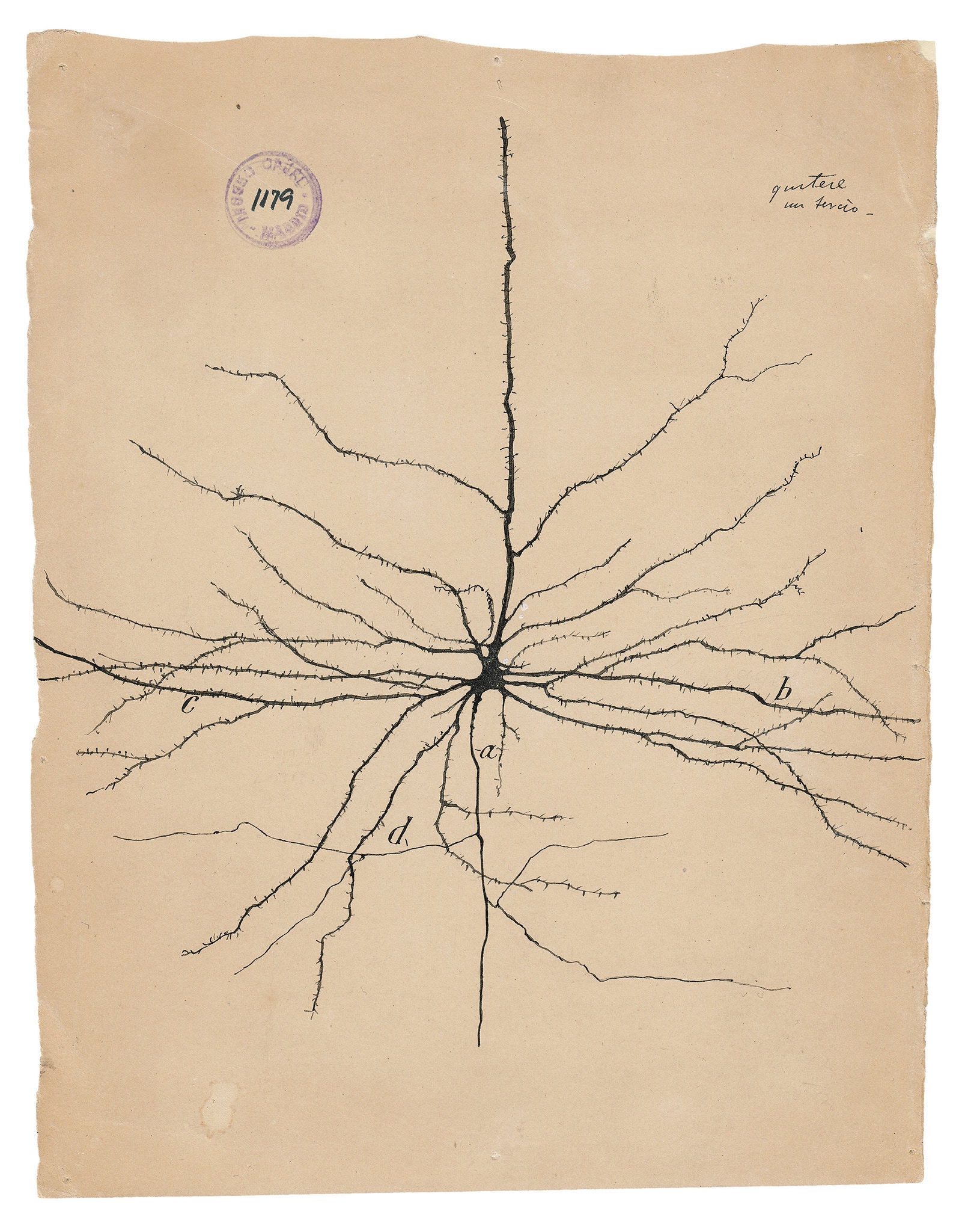 WKAQM Vintage Neurona Dibujo Poster Lienzo Pintura Santiago RamóN Y Cajal Cerebro AnatomíA Pared Arte Pasillo Sala Sala Fondo Decorativo No Marco