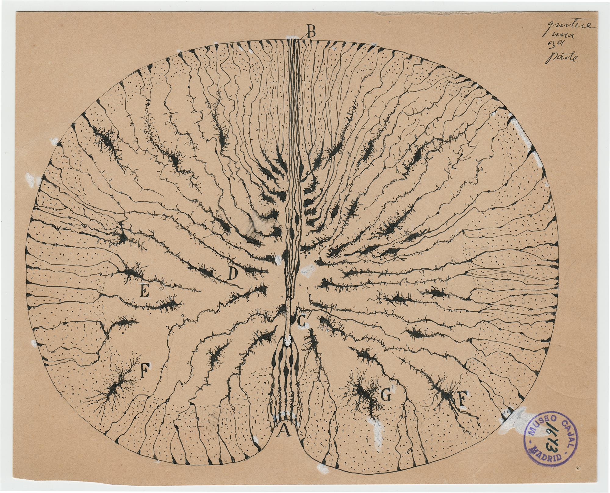 Santiago Ramón y Cajal - Dirección de Arte y Cultura - Cayena - Uninorte