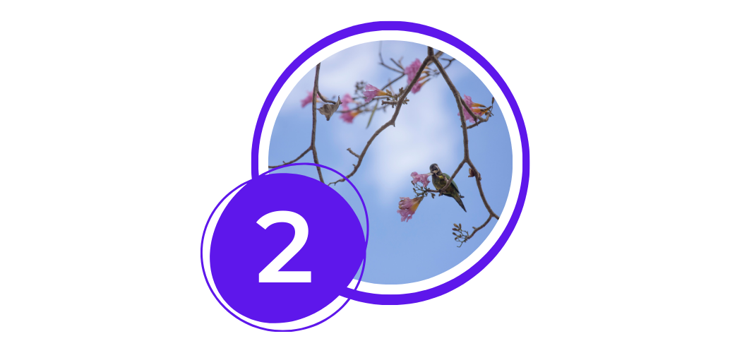 Responsive Image