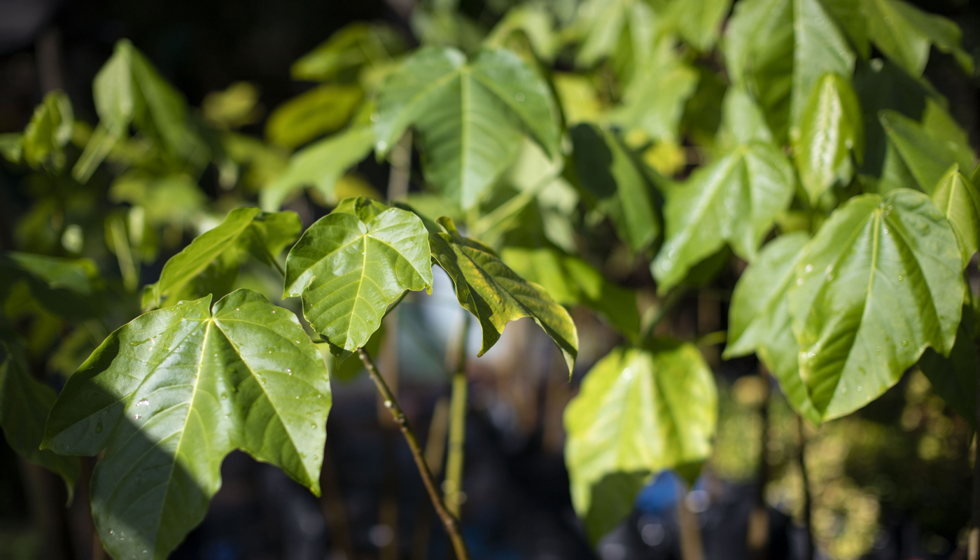 Imagen de la tarjeta