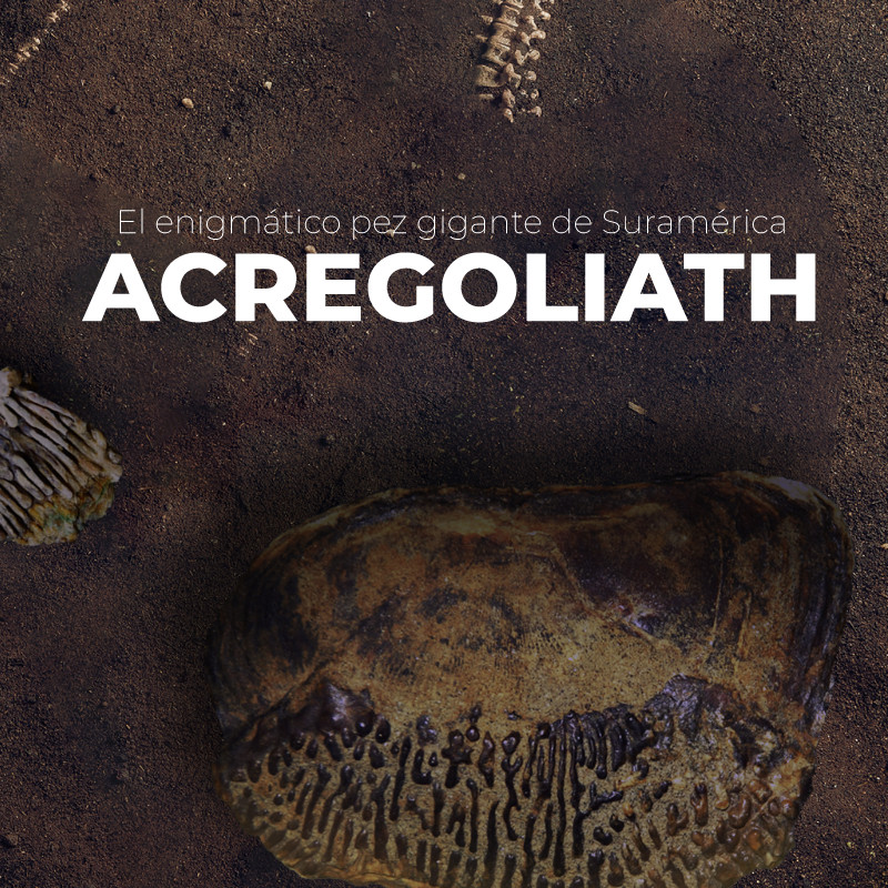 El enigmático pez gigante de Suramérica   ACREGOLIATH