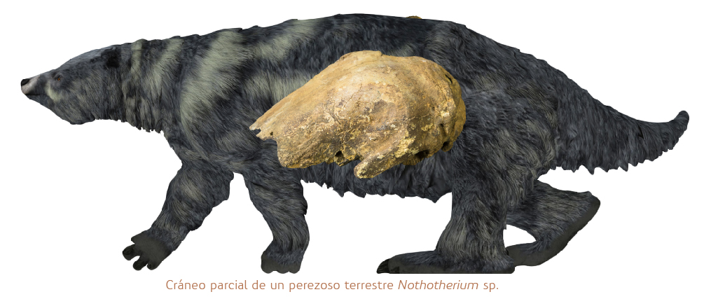 Cráneo parcial de un perezoso terrestre Nothotherium sp.