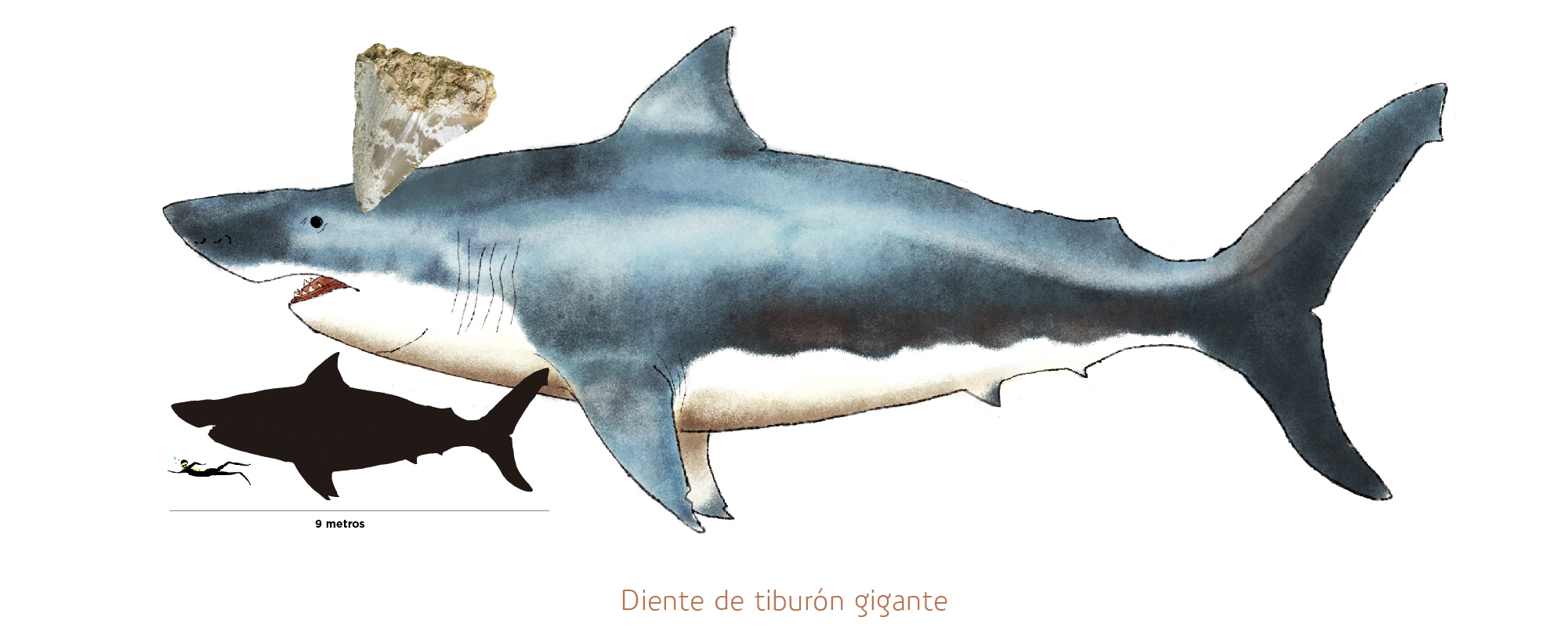 Diente de tiburón gigante