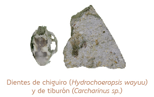 Dientes de chiguiro (Hydrochoeropsis wayuu) y de tiburón (Carcharinus sp.)