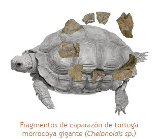 Fragmentos de caparazón de tortuga morrocoya gigante (Chelonoidis sp.)