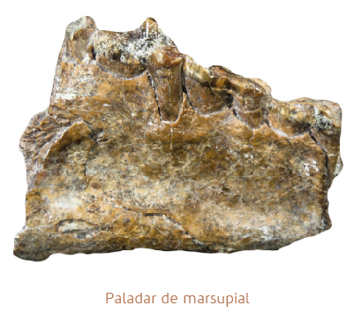 Paladar de marsupial