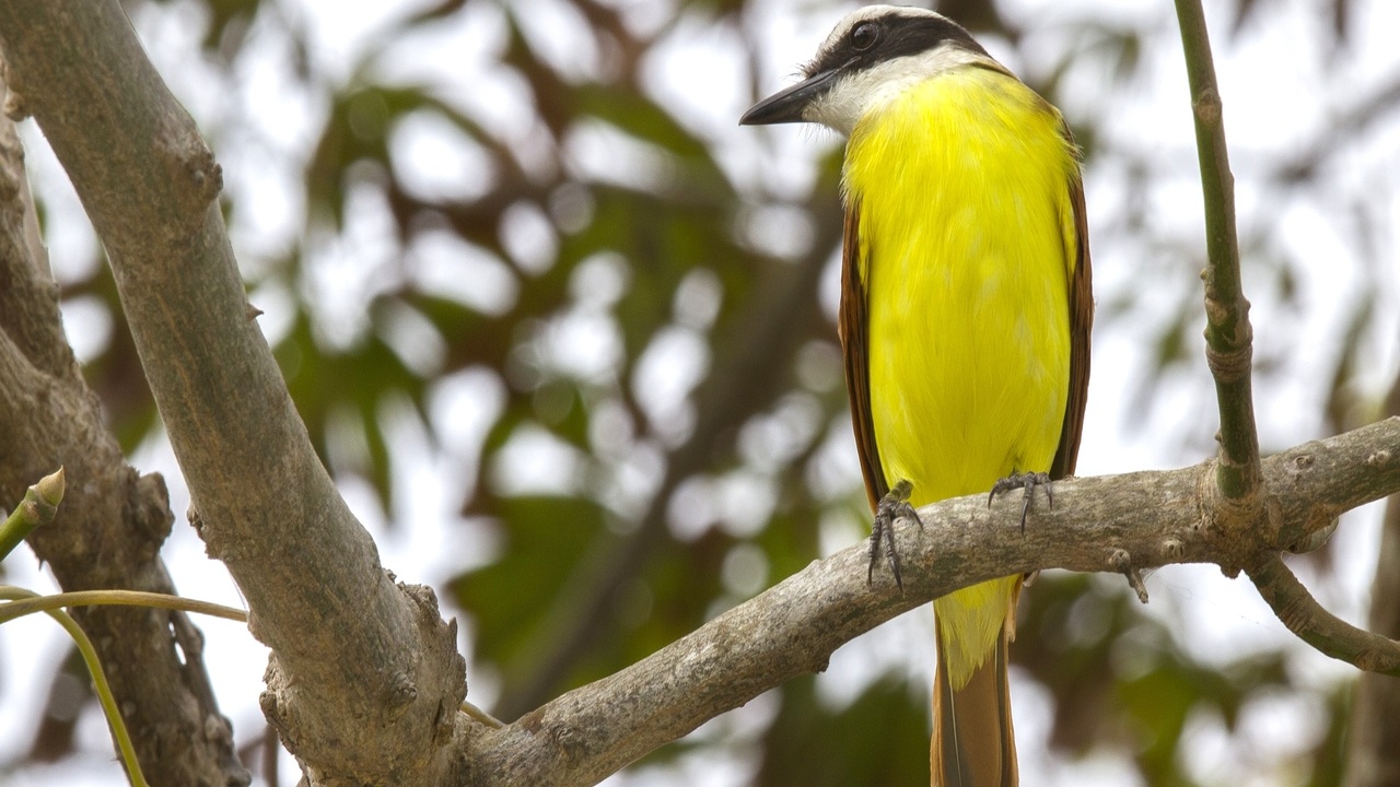 First Responsive Image