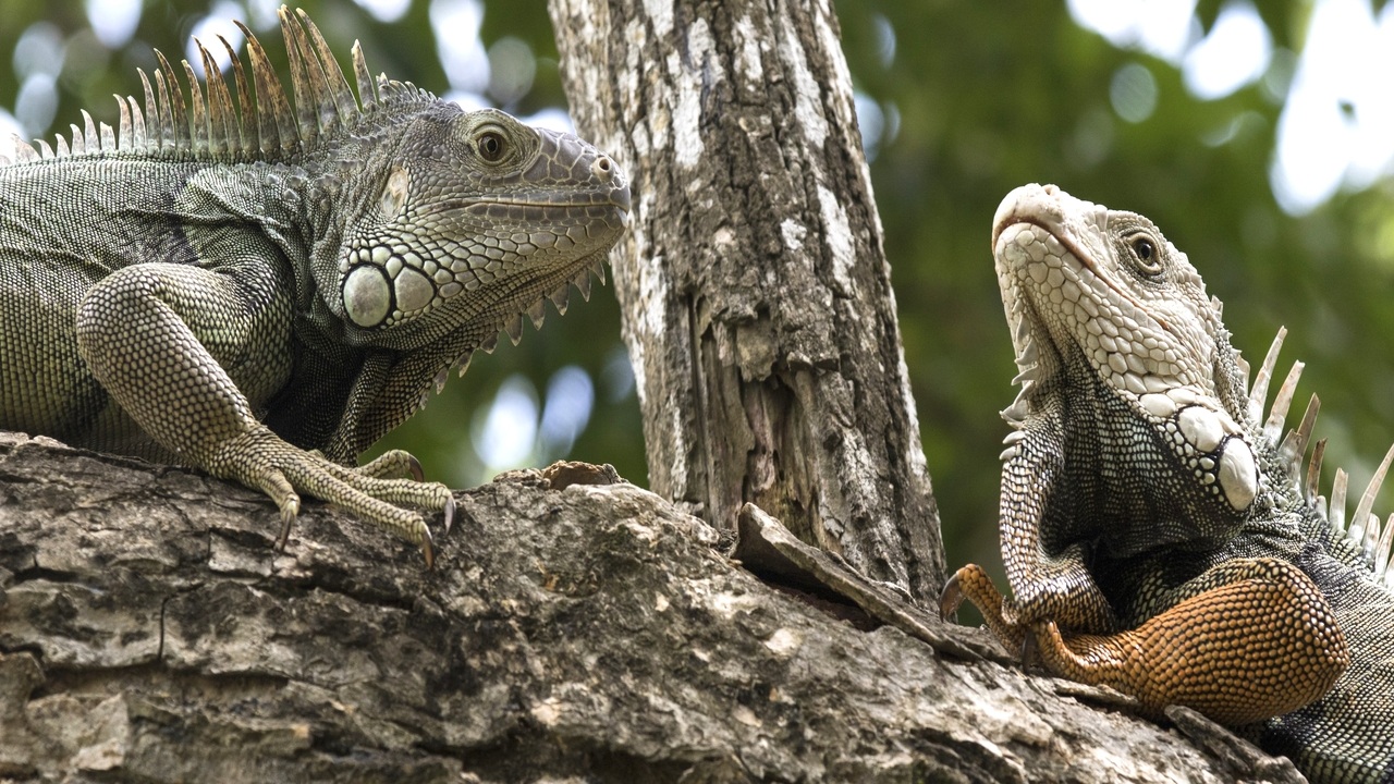 Third Responsive Image