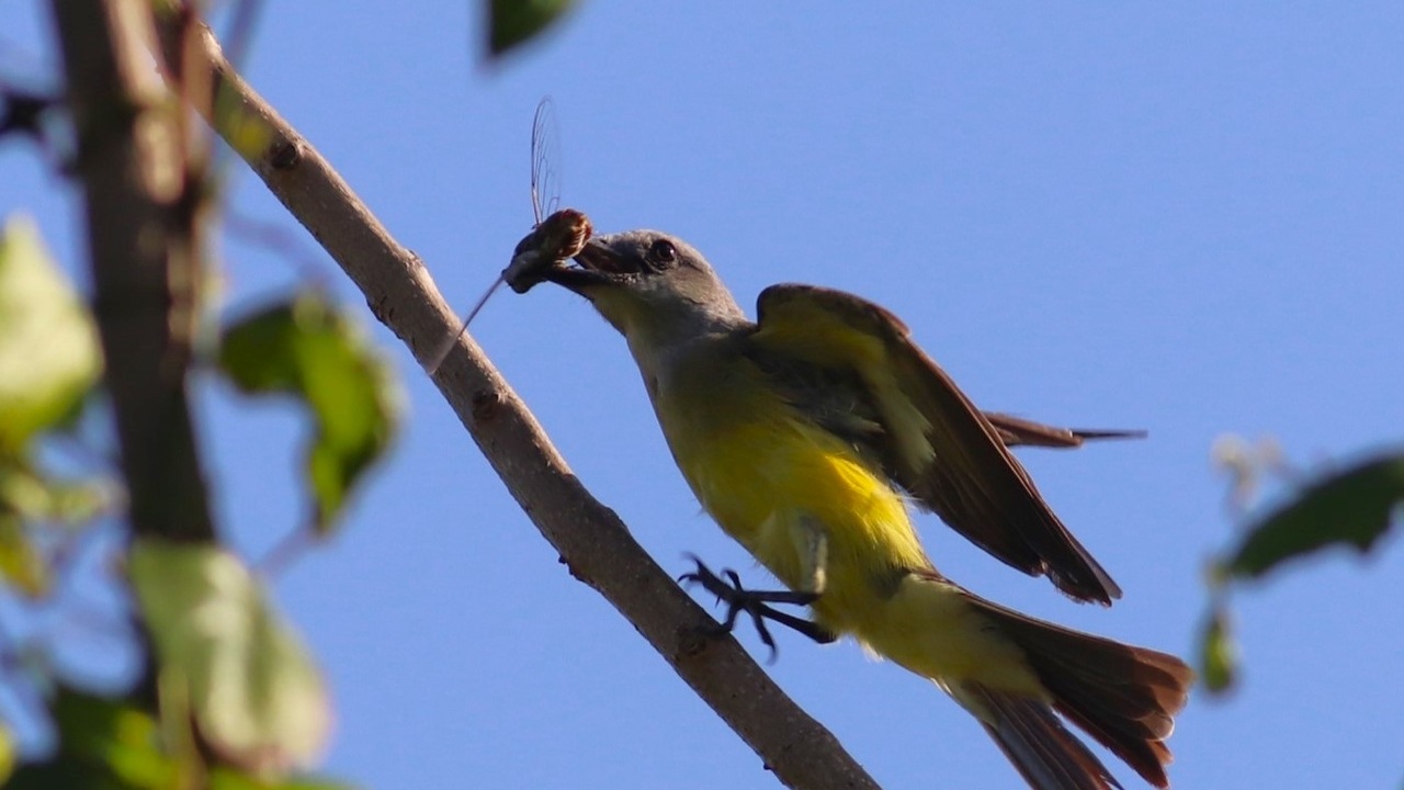 Second Responsive Image