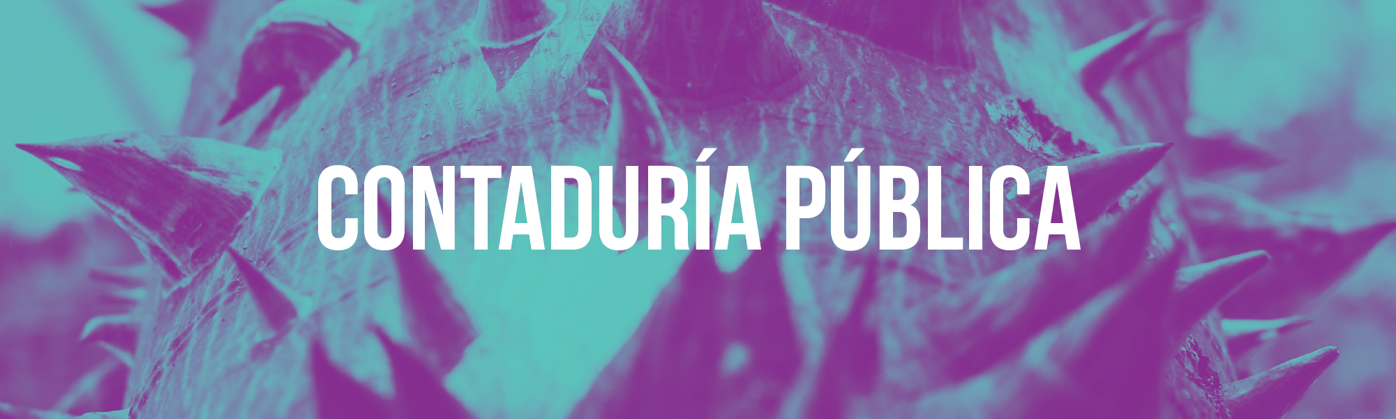 Contaduría Pública