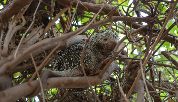 PORTADA FAUNA BOSQUE.png